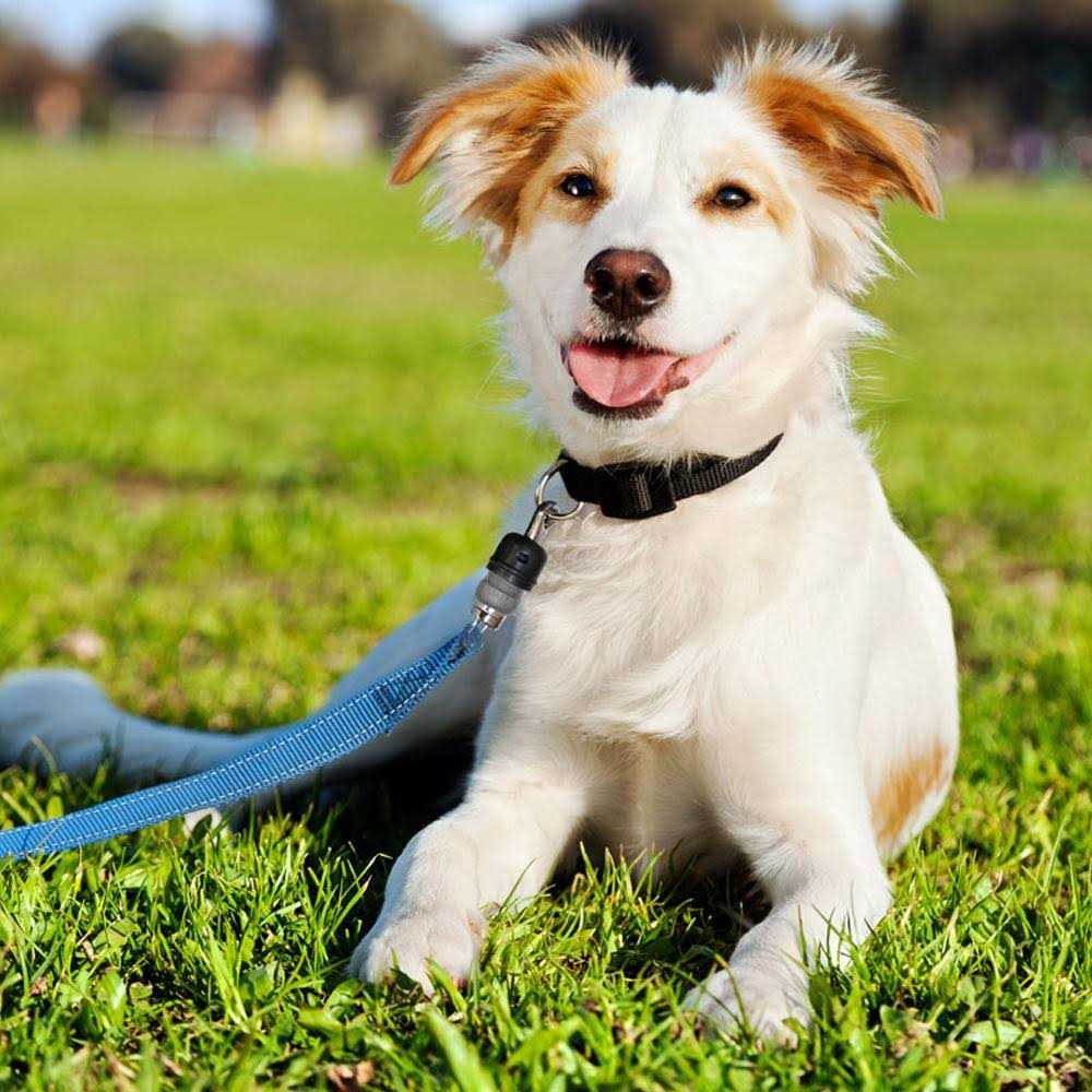 Quick-Connect Dog Leash T75047