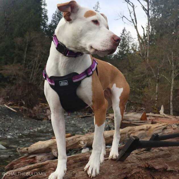 Reflective Adjustable Dog Collar B6969