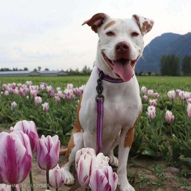 Reflective Adjustable Dog Collar B6969