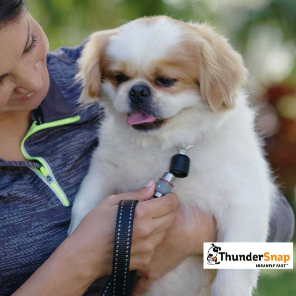 Quick-Connect Dog Leash T75047