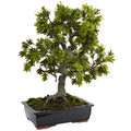 Giant Podocarpus with Mossed Bonsai Planter G416326