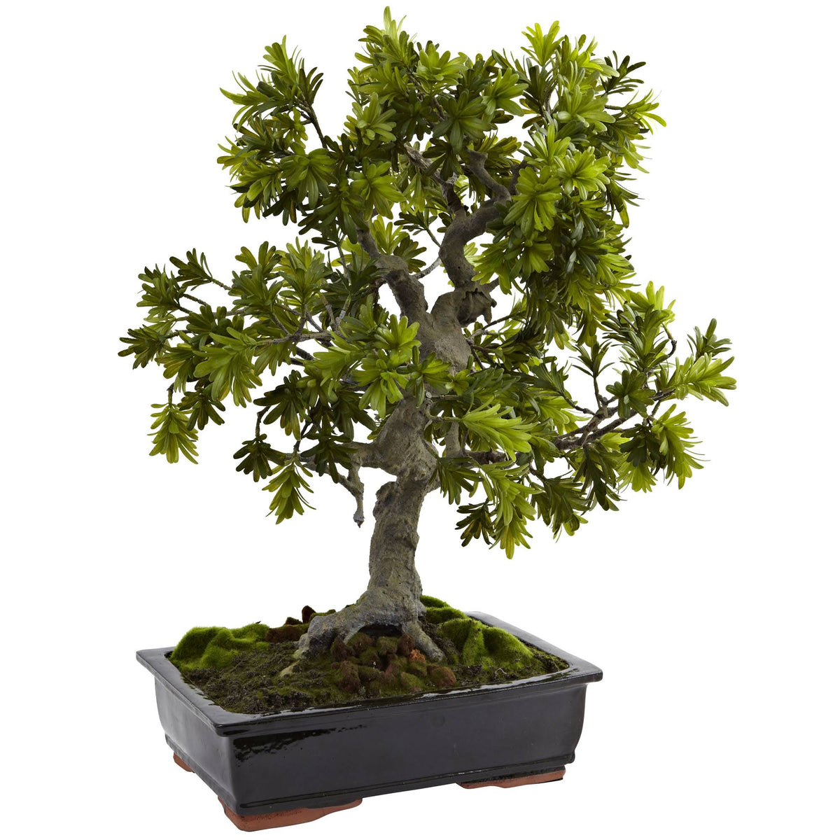 Giant Podocarpus with Mossed Bonsai Planter G416326
