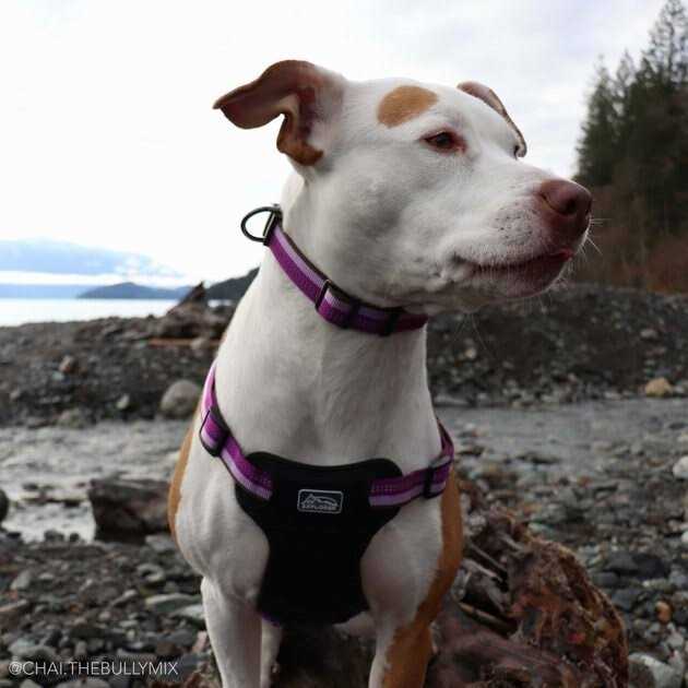 Reflective Adjustable Dog Collar B6969