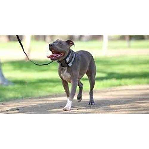 Training Collar Y239087