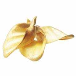 Cow Ears L8521
