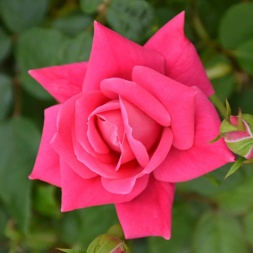 1Gal Pink Knockout Rose Live Plant W238