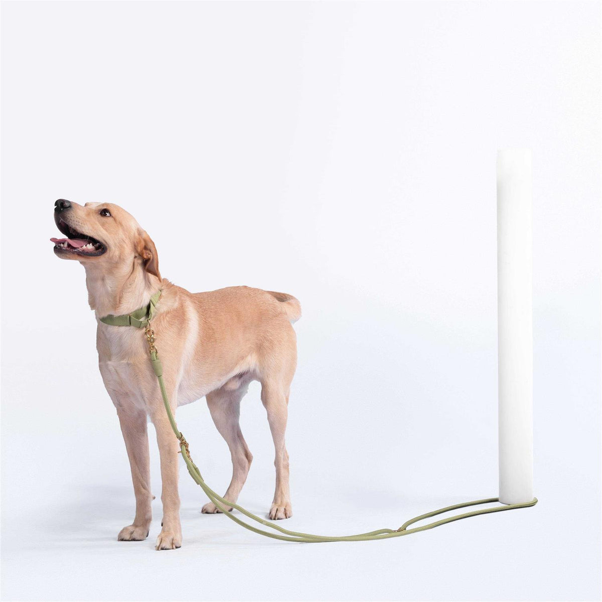 Pet Leash J9223