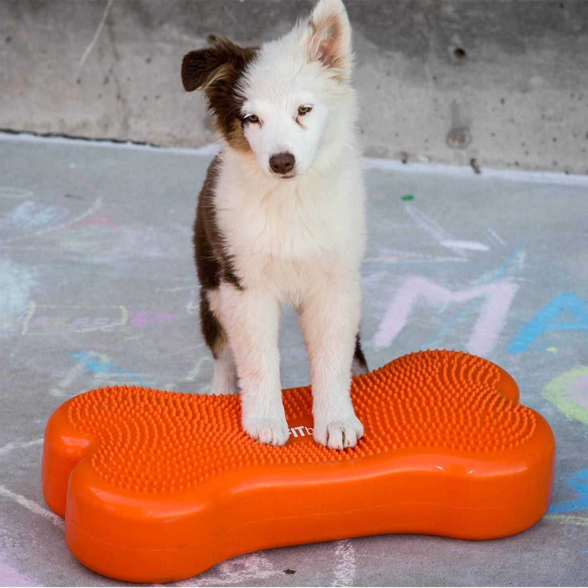 Agility Training Pet Supplies E33562