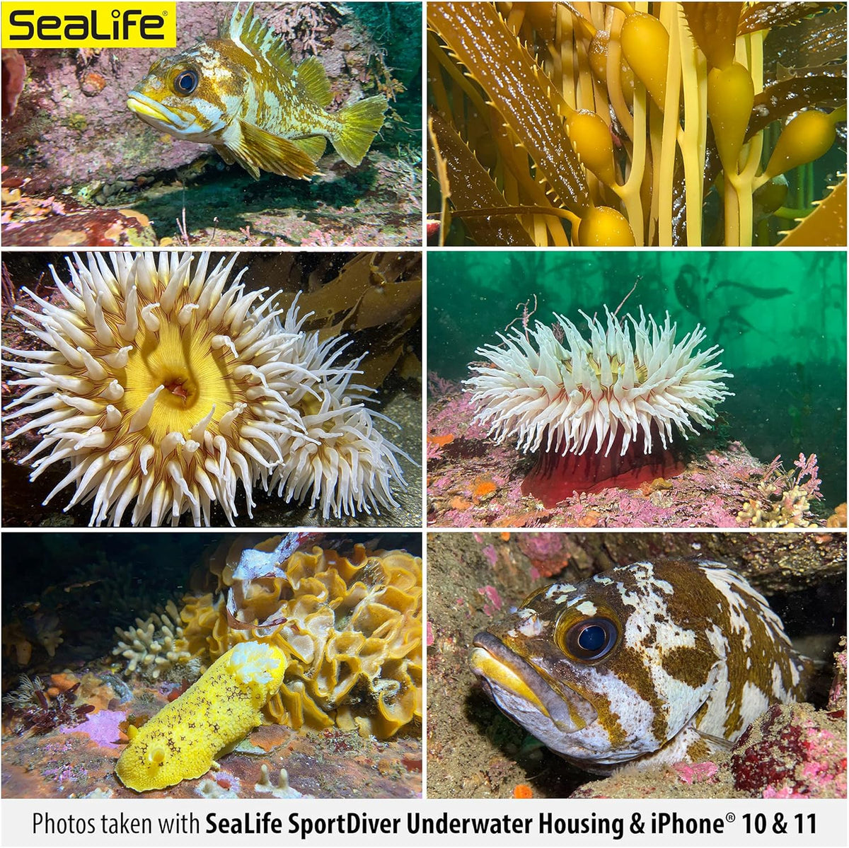 Waterproof Smartphone Scuba Case Y4971