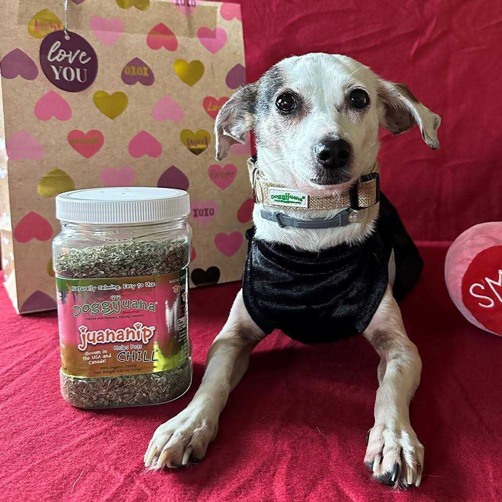 3.67-oz jar Pet Supplies M942220