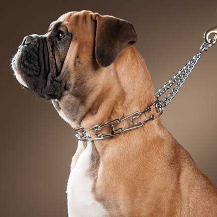 Spiked Training Collar J7975