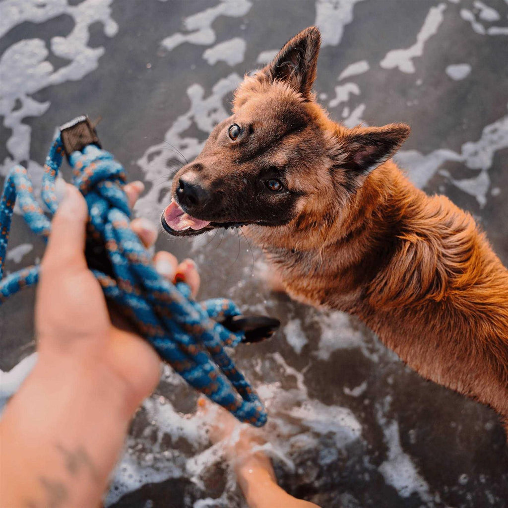 Carabiner Rope Leash A97918