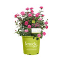 1Gal Pink Knockout Rose Live Plant W238